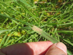 Nassella leucotricha