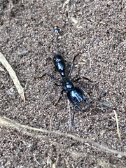 Plectroctena mandibularis