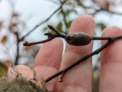 Malacosoma americana