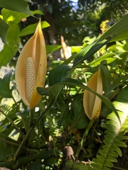 Rhaphidophora