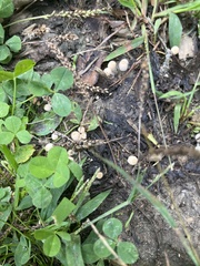 Asterophora lycoperdoides