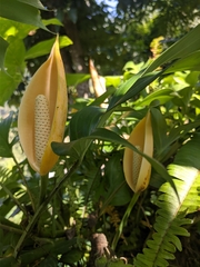 Rhaphidophora