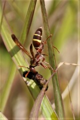 Polistes badius
