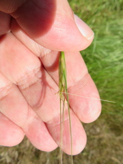 Nassella leucotricha