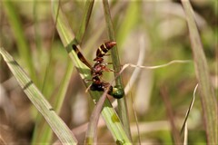 Polistes badius