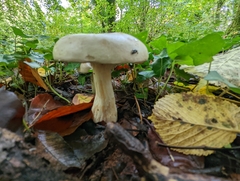 Clitocybe nebularis