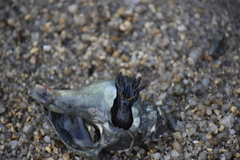 Neogastropoda