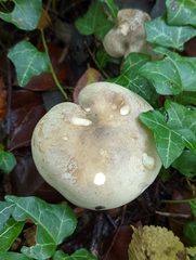 Clitocybe nebularis