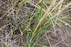 Stipa splendens
