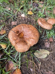 Paxillus
