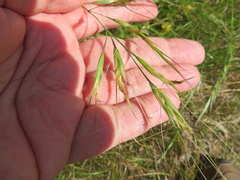 Nassella leucotricha