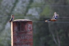 Platycercus elegans adelaidae
