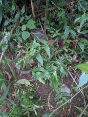 Ichnanthus pallens