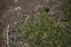 Colliguaja integerrima