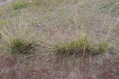 Stipa splendens