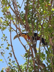 Ramphastos dicolorus