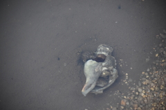 Neogastropoda