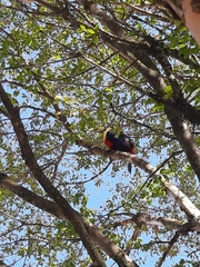 Ramphastos dicolorus