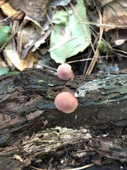 Mycena haematopus