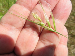 Nassella leucotricha