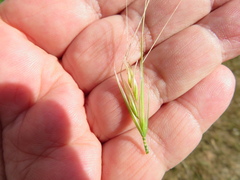 Nassella leucotricha
