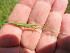 Nassella leucotricha