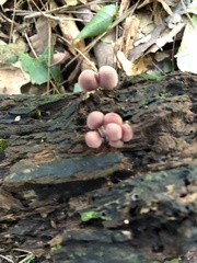 Mycena haematopus