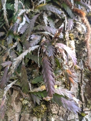 Podochilus cultratus