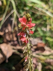 Indigofera hirsuta