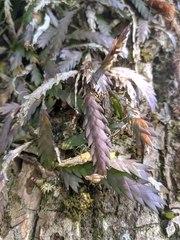 Podochilus cultratus