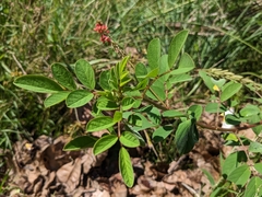 Indigofera hirsuta