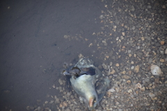 Neogastropoda