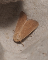 Mythimna sicula