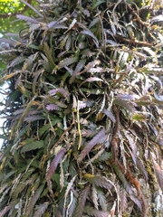 Podochilus cultratus