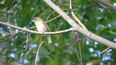 Cyclarhis gujanensis