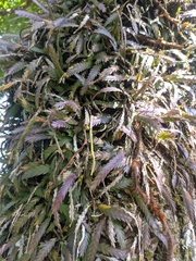 Podochilus cultratus