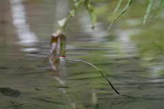 Pseudagrion pilidorsum