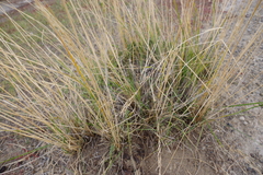 Stipa splendens