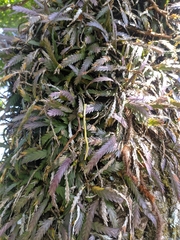 Podochilus cultratus