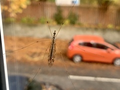 Limoniidae