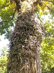 Podochilus cultratus