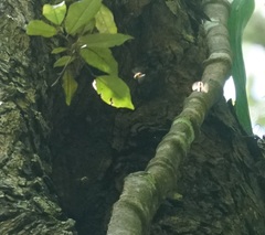 Apis mellifera