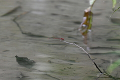 Pseudagrion pilidorsum