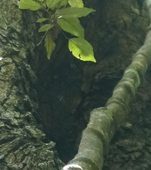 Apis mellifera