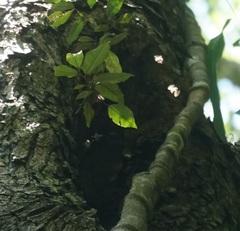 Apis mellifera