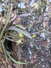 Podochilus cultratus
