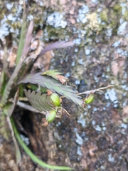 Podochilus cultratus