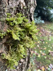 Exsertotheca intermedia