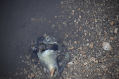 Neogastropoda