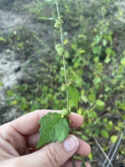 Triumfetta pentandra